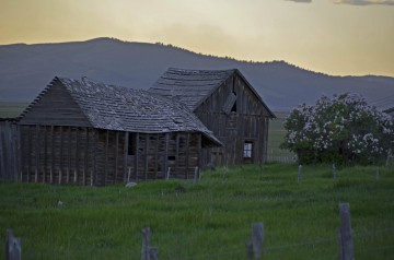 Cabin w Lilacs